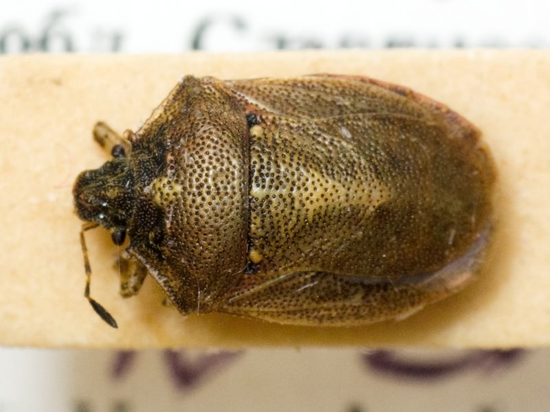 Podops (Opocrates) rectidens Horváth, 1883